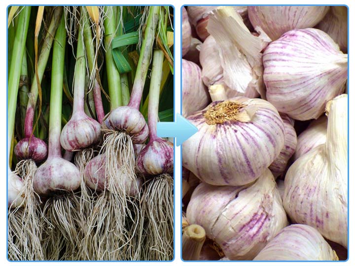 removing root garlic